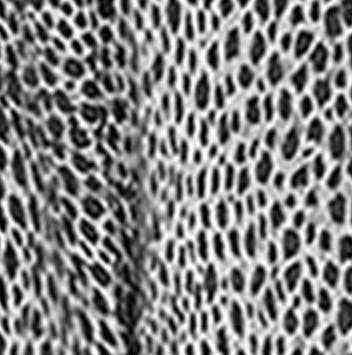 Cezele - Cheetah Print button front shirt dress